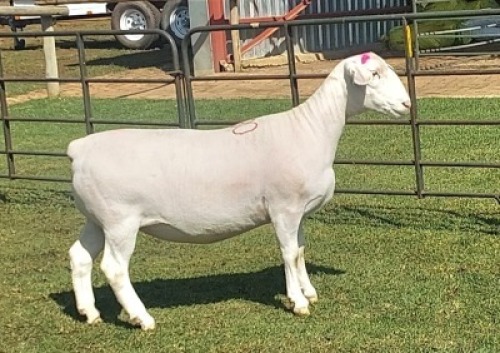 1X WIT DORPER STUD PREGNANT EWE Nooitgedacht Wit Dorper
