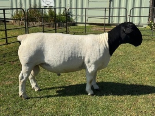 1X DORPER T5 RAM Leroy Phillips Dorpers