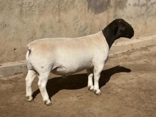 1X DORPER T5 RAM Leroy Phillips Dorpers