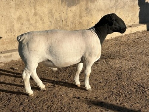 1X DORPER T5 RAM Leroy Phillips Dorpers