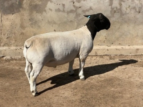 1X DORPER T5 RAM Leroy Phillips Dorpers