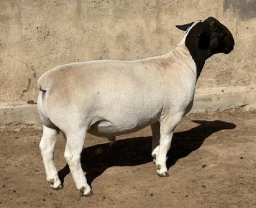 1X DORPER T5 RAM Leroy Phillips Dorpers