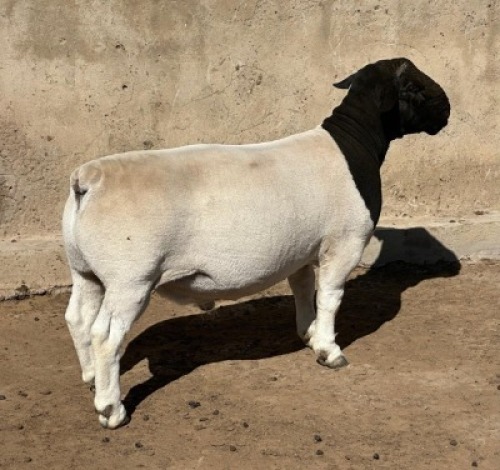 1X DORPER T5 RAM Leroy Phillips Dorpers