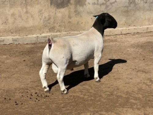1X DORPER STUD RAM Leroy Phillips Dorpers