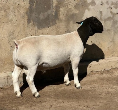 1X DORPER STUD RAM Leroy Phillips Dorpers
