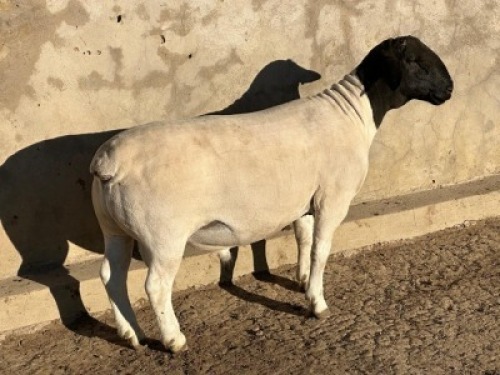 1X DORPER FLOCK RAM Leroy Phillips Dorpers