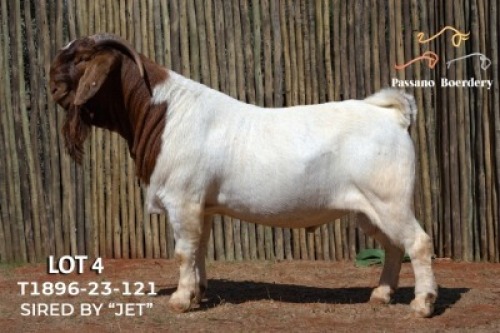 1X BOER GOAT FLOCK BUCK Passano Boerdery