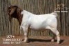 1X BOER GOAT FLOCK BUCK Passano Boerdery