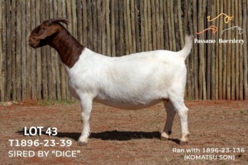 1X BOER GOAT FLOCK PREGNANT DOE Passano Boerdery