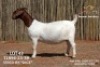 1X BOER GOAT FLOCK PREGNANT DOE Passano Boerdery
