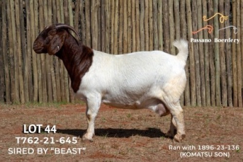 1X BOER GOAT FLOCK PREGNANT DOE Passano Boerdery