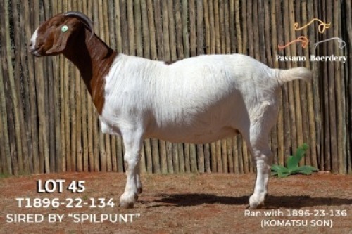1X BOER GOAT FLOCK ON COLOUR PREGNANT DOE Passano Boerdery
