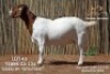 1X BOER GOAT FLOCK ON COLOUR PREGNANT DOE Passano Boerdery