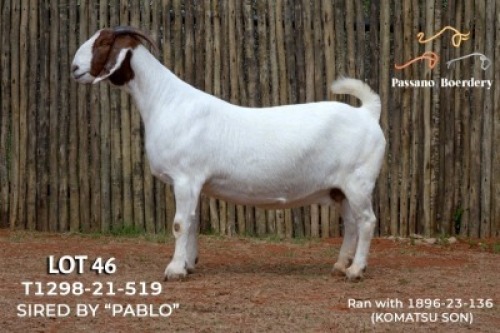 1X BOER GOAT FLOCK PREGNANT DOE Passano Boerdery