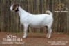 1X BOER GOAT FLOCK PREGNANT DOE Passano Boerdery