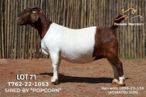 1X BOER GOAT FLOCK DOE Passano Boerdery