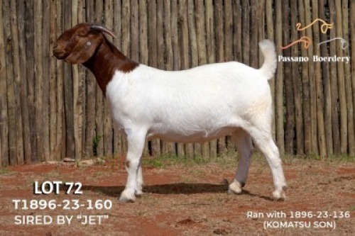 1X BOER GOAT STUD DOE Passano Boerdery