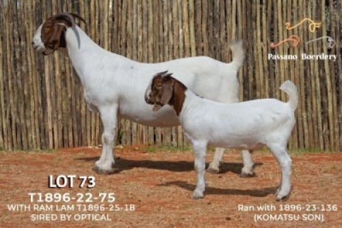 1+1X BOER GOAT FLOCK PREGNANT DOE Passano Boerdery