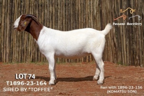 1X BOER GOAT FLOCK PREGNANT DOE Passano Boerdery