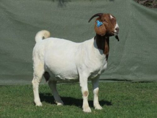 1X BOER GOAT FLOCK PREGNANT DOE Shongololo Boerbok Stoet