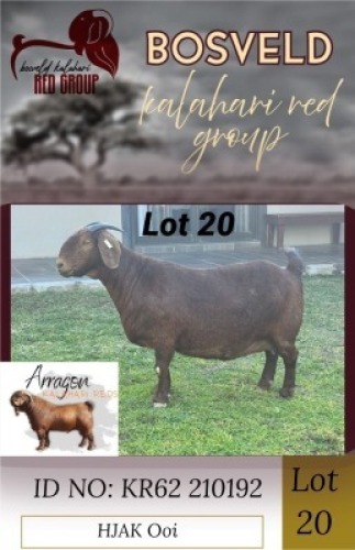 1X KALAHARI RED FLOCK 48-452 DOE Arragon