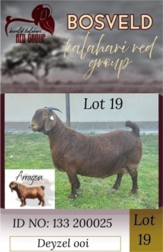 1X KALAHARI RED STUD 48-469 DOE Arragon