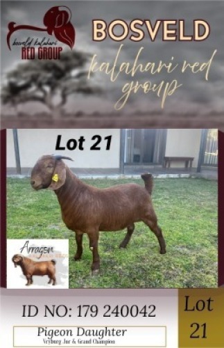 1X KALAHARI RED STUD 38-186 DOE Arragon
