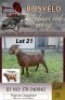 1X KALAHARI RED STUD 38-186 DOE Arragon
