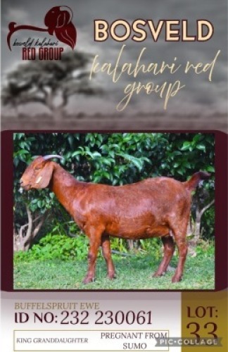 1X KALAHARI RED FLOCK 38-567 DOE Buffelspruit Stoetery