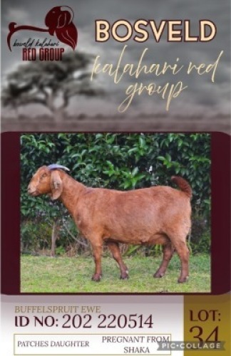 1X KALAHARI RED FLOCK 38-869 DOE Buffelspruit Stoetery