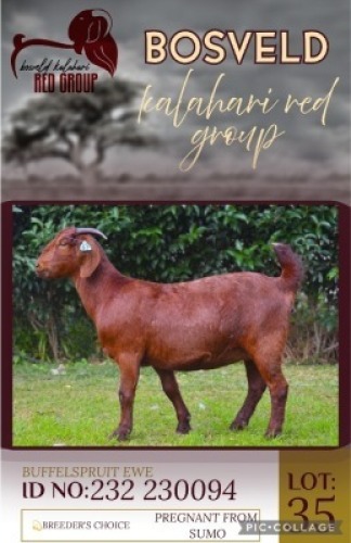 1X KALAHARI RED FLOCK 38-566 DOE Buffelspruit Stoetery