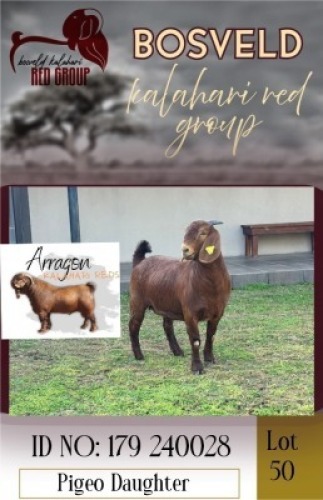 1X KALAHARI RED STUD 38-187 DOE Arragon