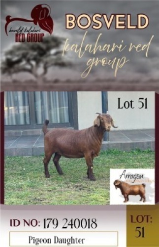 1X KALAHARI RED STUD 38-210 DOE Arragon