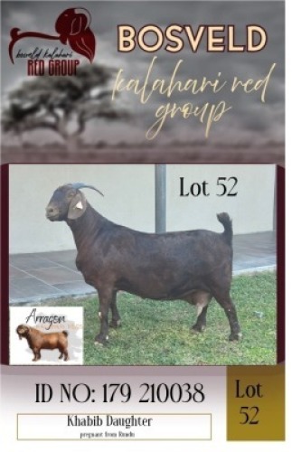 1X KALAHARI RED STUD 48-479 DOE Arragon