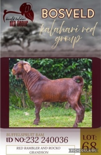WITHDRAWN - 1X KALAHARI RED BUCK Buffelspruit Stoetery