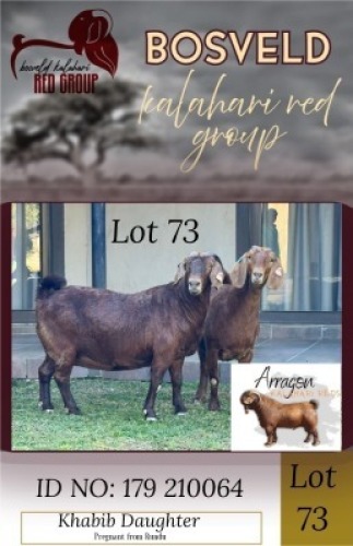 1X KALAHARI RED STUD 48-476 DOE Arragon