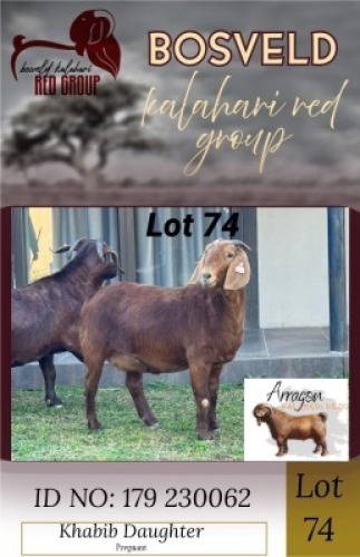 1X KALAHARI RED STUD 11-130 DOE Arragon