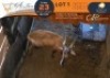 1 X Red Hartebeest M:1 Greater Munnik Conservancies Plaas: Bloemtuin - 2