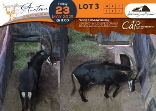 1 X Sable M:1 Waterberg Game Breeders