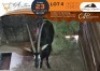 1 X Sable M:1 Waterberg Game Breeders
