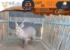 1 X Waterbuck M:1 Greater Munnik Conservancies Plaas: Mooketsi
