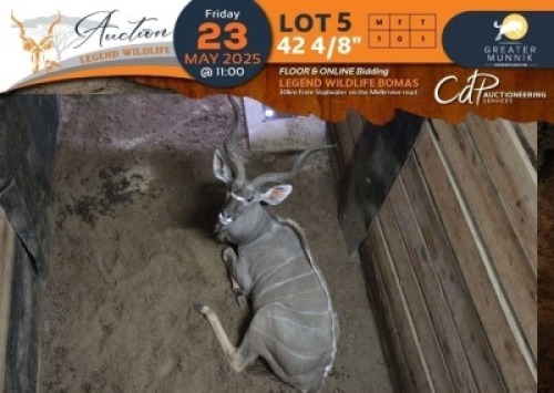 1 X 42 4/8" Kudu M:1 Greater Munnik Conservancies Plaas: Dikgale
