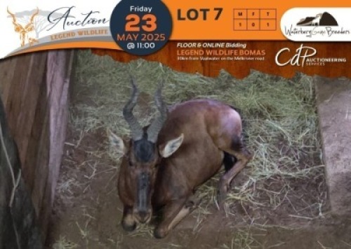 1 X Red Hartebeest M:1 Waterberg Game Breeders