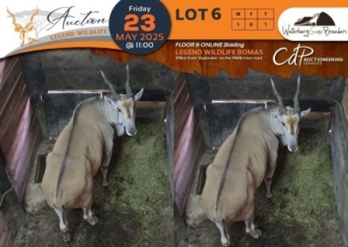 1 X Eland M:1 Waterberg Game Breeders