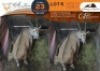 1 X Eland M:1 Waterberg Game Breeders