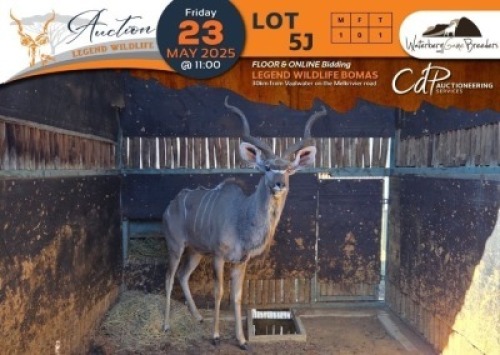 1 X Kudu M:1 Waterberg Game Breeders