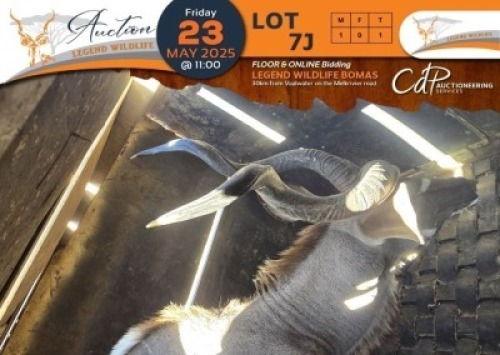 1 X Kudu M:1 Legend Wildlife