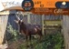 1 X Red Hartebeest M:1 Greater Munnik Conservancies Plaas: Bloemtuin