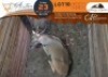 1 X Eland M:1 Waterberg Game Breeders