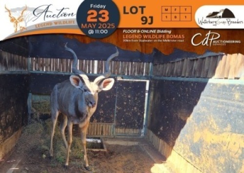 1 X Kudu M:1 Waterberg Game Breeders